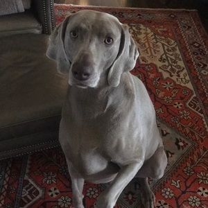 Meet your Posher, Mary